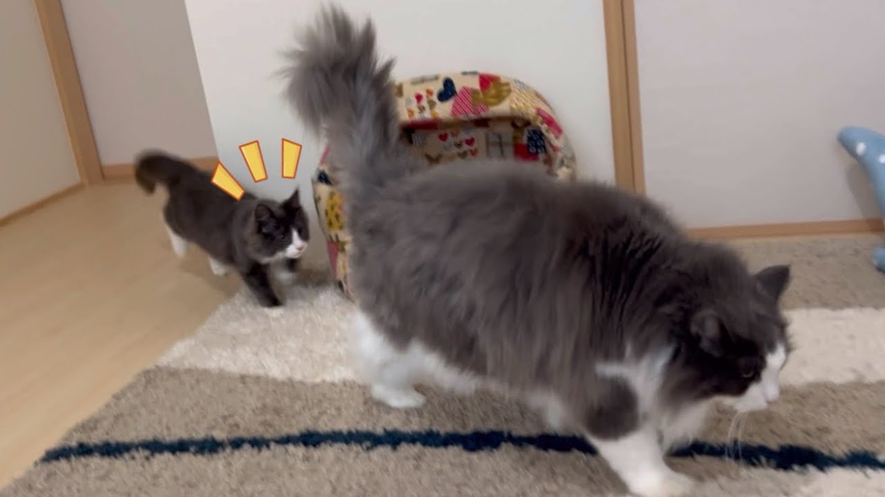 【ケージなし対面】無関心なお兄ちゃんと遊びたくて、とても積極的な仔猫ターキッシュアンゴラ♡