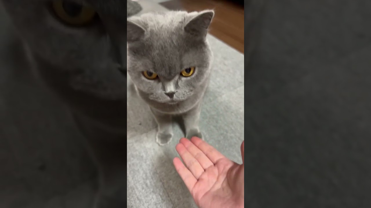 【猫】おやつをせがむししゃもさん #猫 #cat #ブリティッシュショートヘア