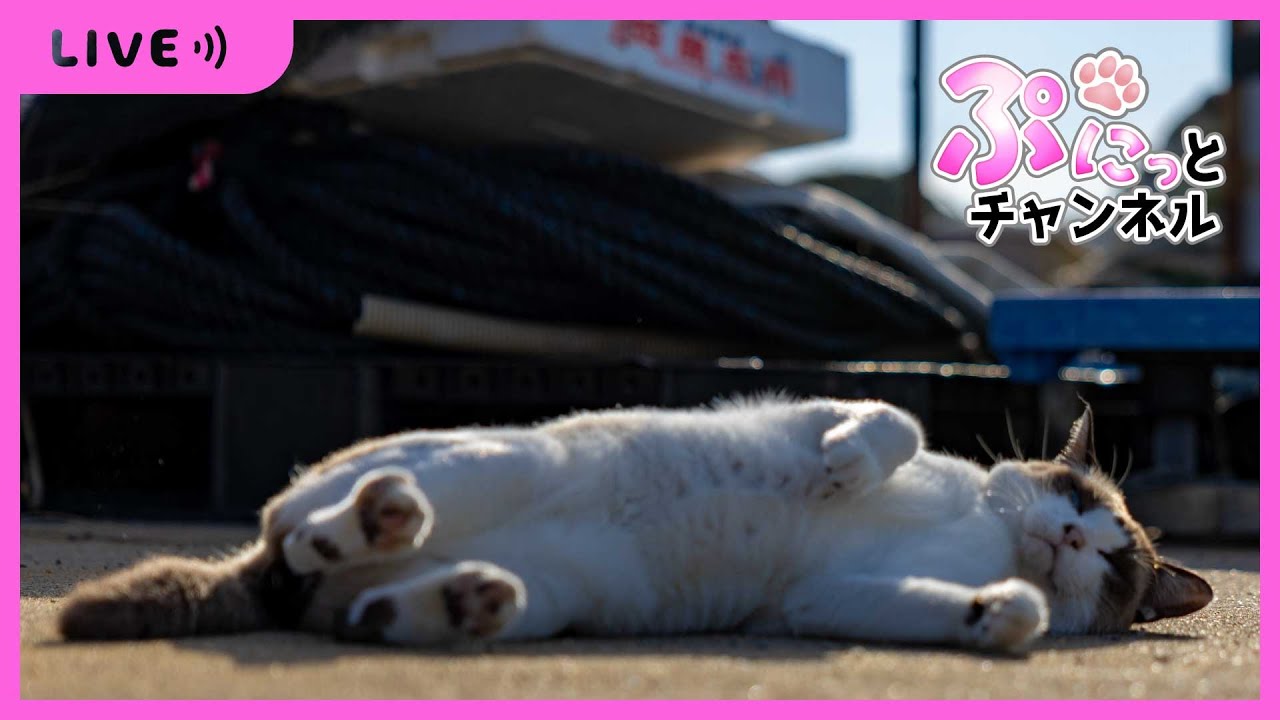 【 #ねこ 】そら＆りく＆ぴーち♪癒しのぷにっとライブ配信♪2023/12/22