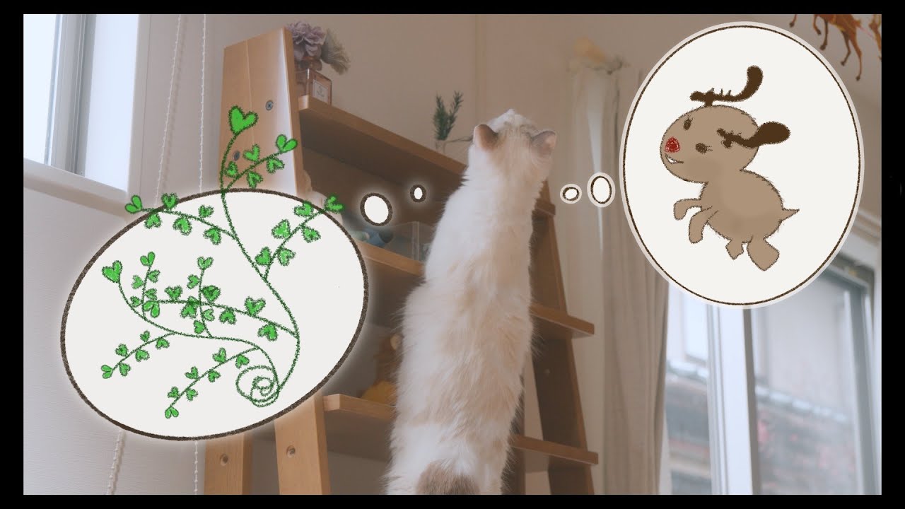 届かなくなったのをかわいく訴えるラグドール　#猫 #ラグドール #ragdollcat