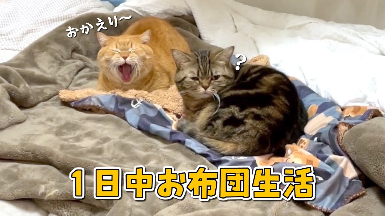 寒いとお布団から出られなくなるのは人間も猫も同じようです…