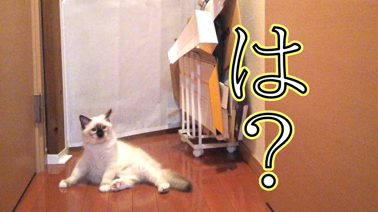 すってんころりんした子猫からの仕打ちがすごかった【バーマン】