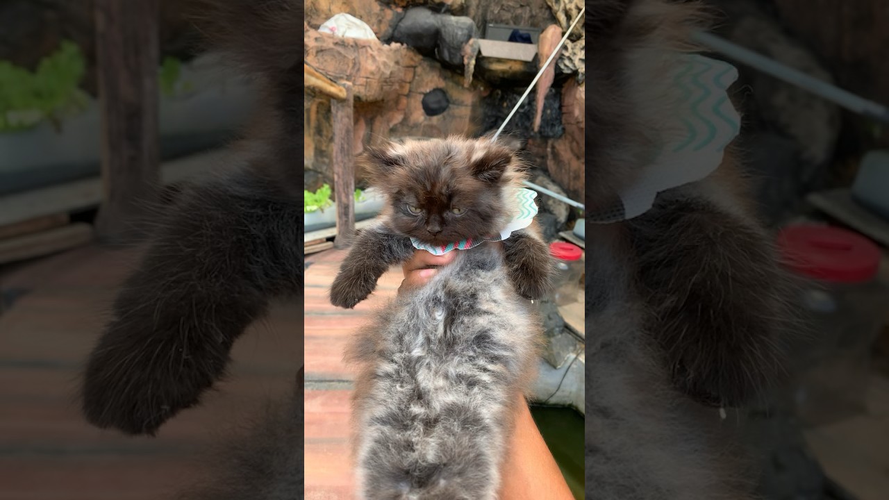 Emang Boleh ⁉️ #kucing #shorts