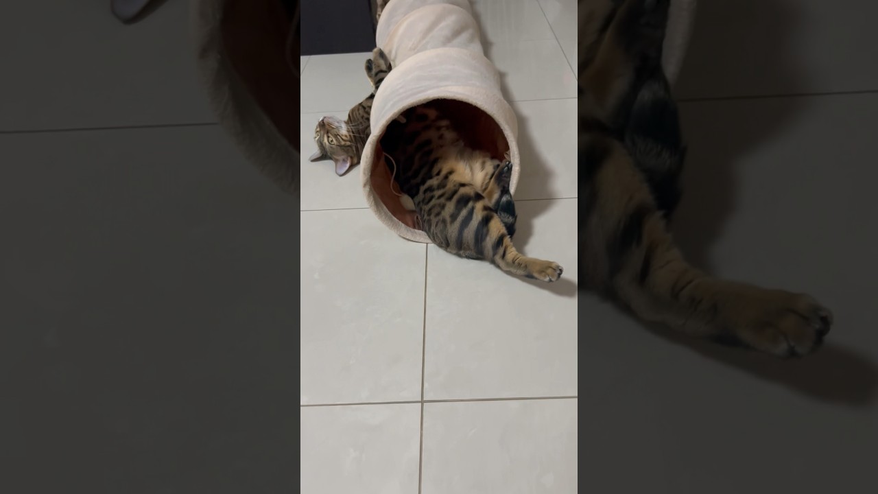 どこで寝てんのww【ベンガル猫】