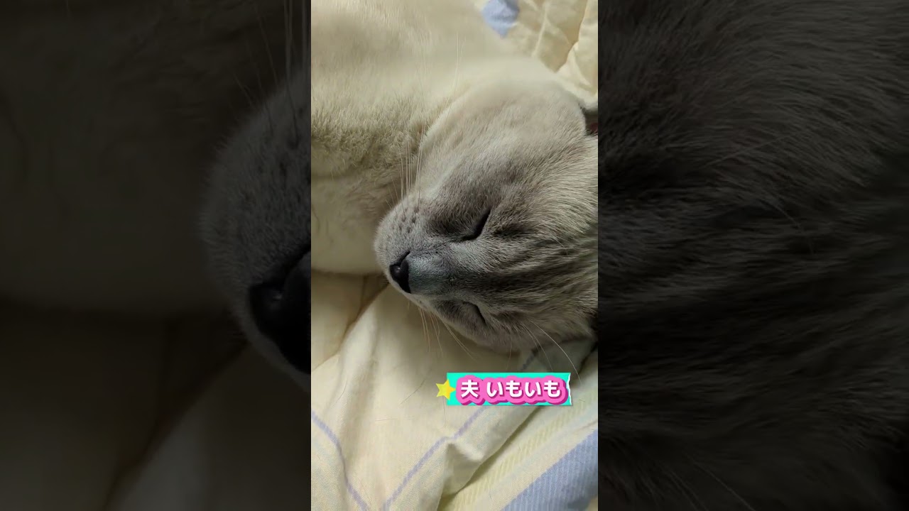猫の腕まくら⁉️ラブラブ💗幸せな２ニャンズ  #ロシアンブルー #russianblue #猫
