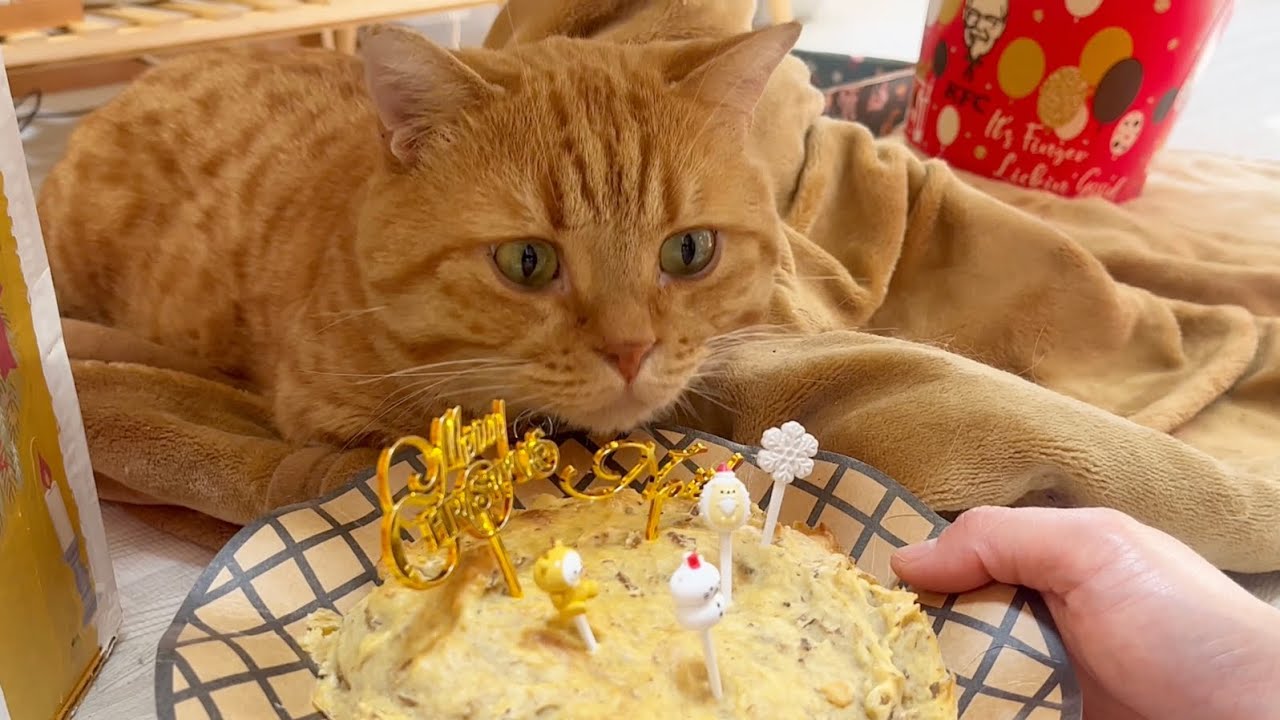 猫ちゃんたちにクリスマスケーキつくりました！ #猫 #マンチカン