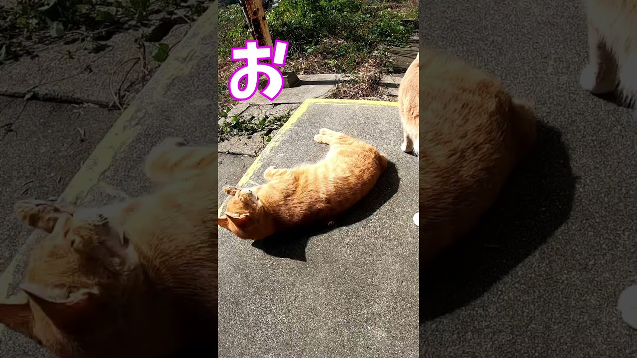 猫」「CAT & PEACE」#cat #ソマリ #ねこ動画 #猫動画 #猫好きさんと繋がりたい #野良猫