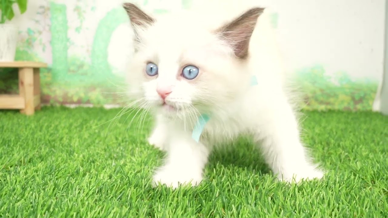 Coo&RIKU　No00659196 ラグドール