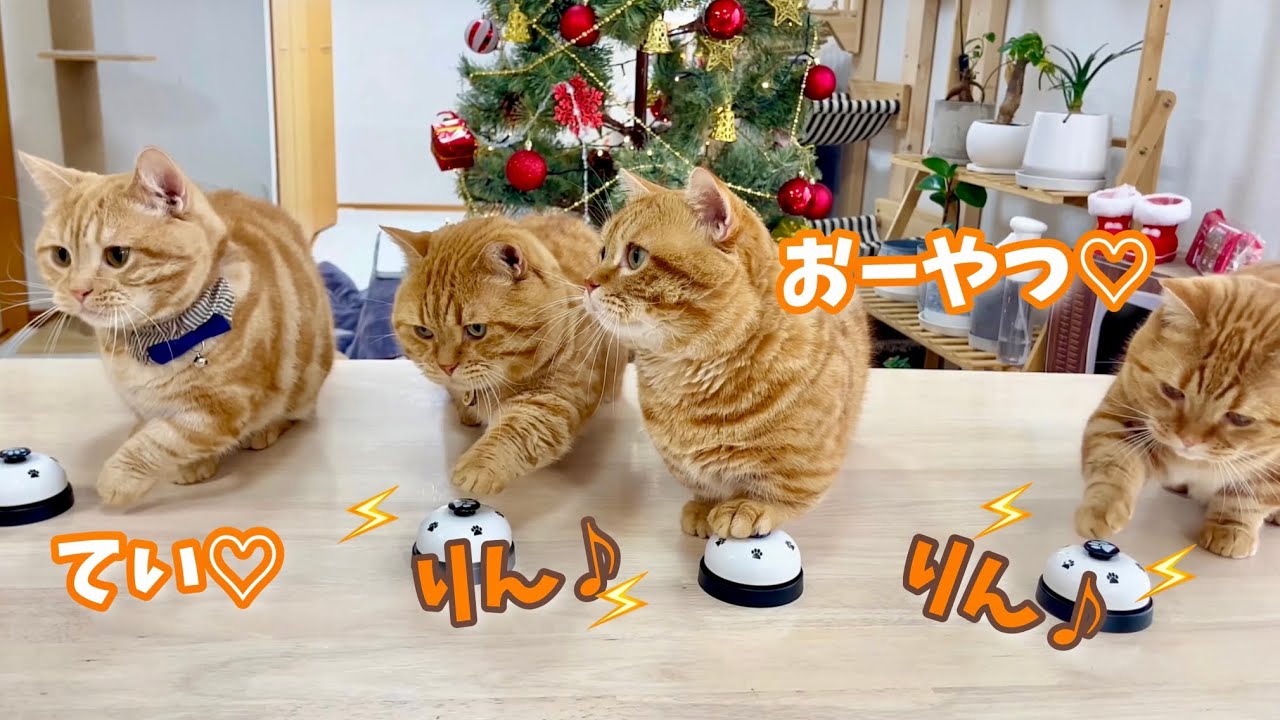 可愛すぎるマンチカンカルテットがクリスマスのベル鳴らしをします！ #猫 #マンチカン