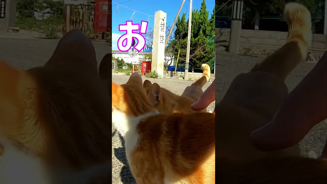 猫」「CAT & PEACE」#cat #ソマリ #ねこ動画 #猫動画 #猫好きさんと繋がりたい #野良猫