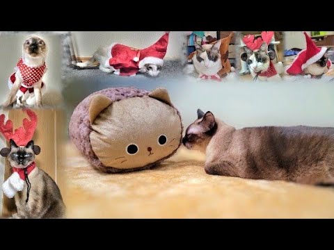 シャム猫にシャム猫のぬいぐるみをプレゼントしたらゴロゴロ音を鳴らして喜んだ🤭＋αあの頃のXmas🎄🦌