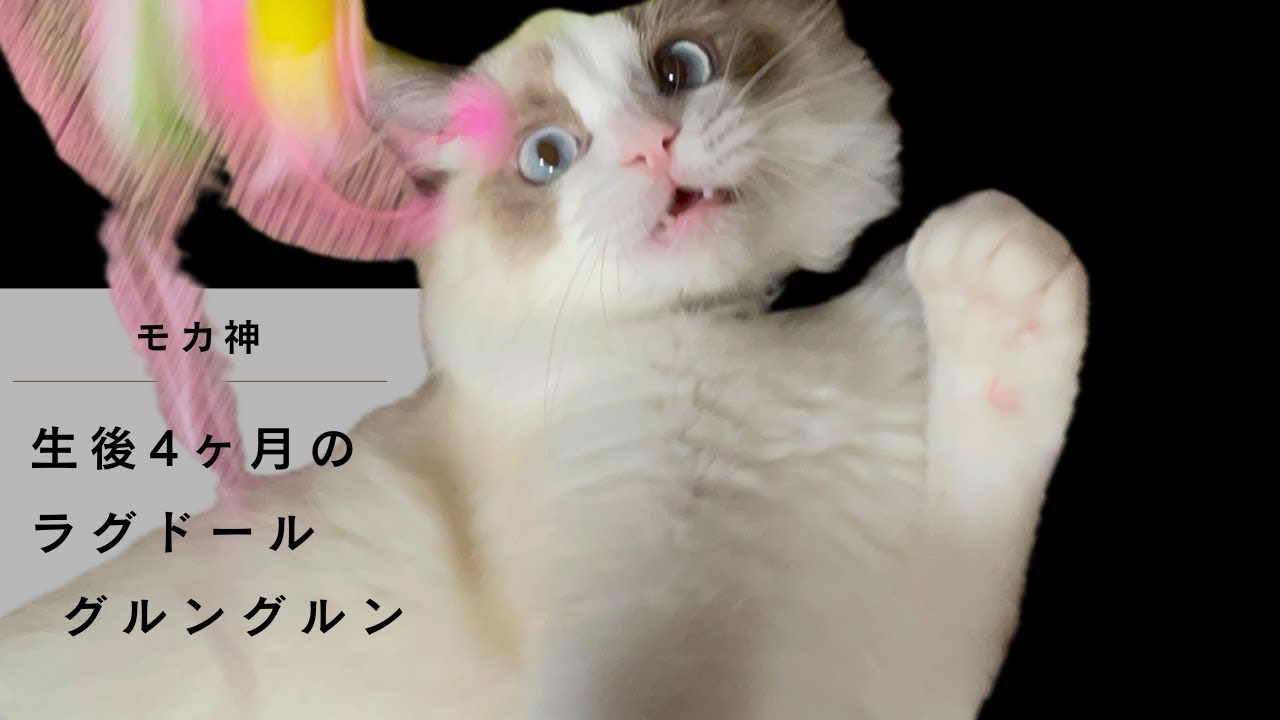 ラグドールのモカ神　グルングルンおもちゃ