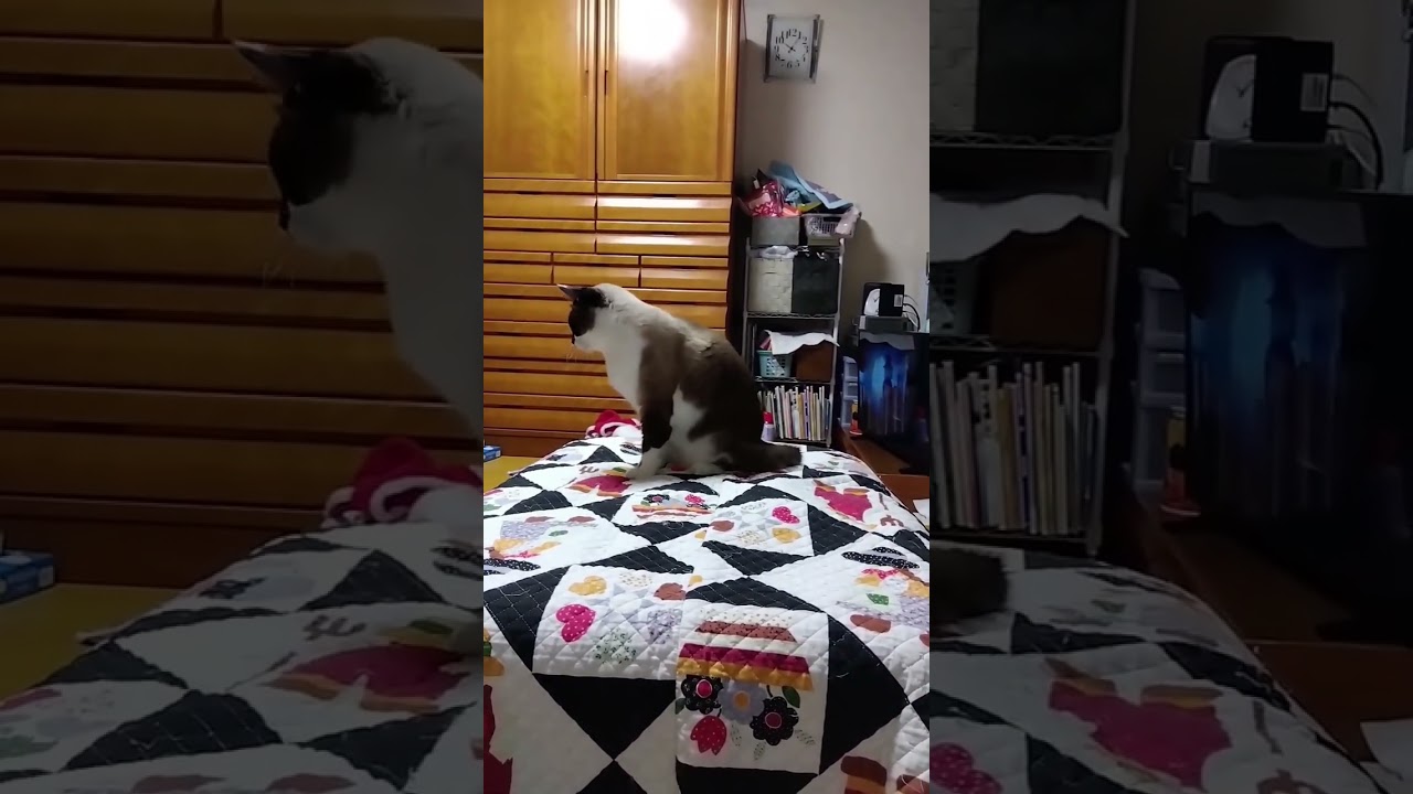 スノーシュー猫　どの猫も、そらくん　と似すぎの動画だらけ #shortsyoutube #スノーシュー猫