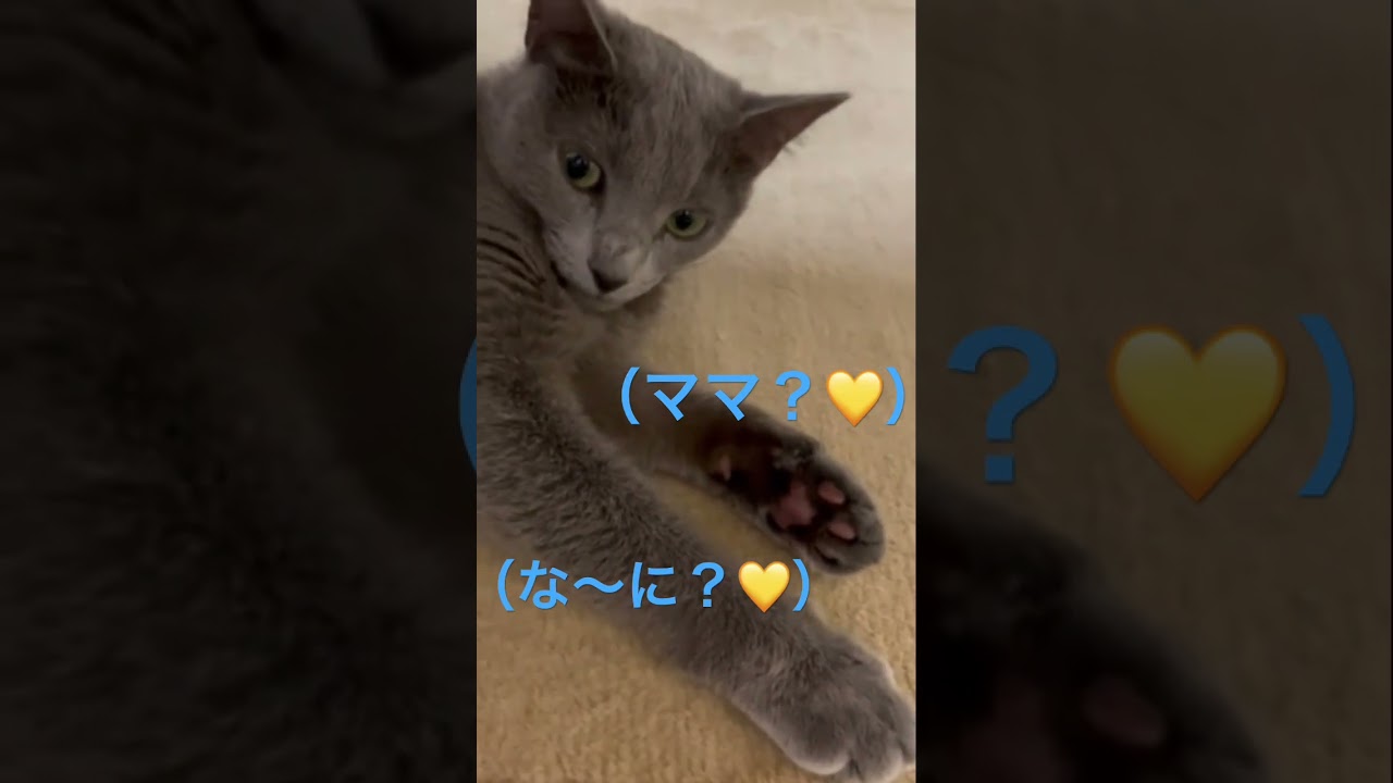 猫吸いされる5秒前😘❤️（ロシアンブルー）#shorts