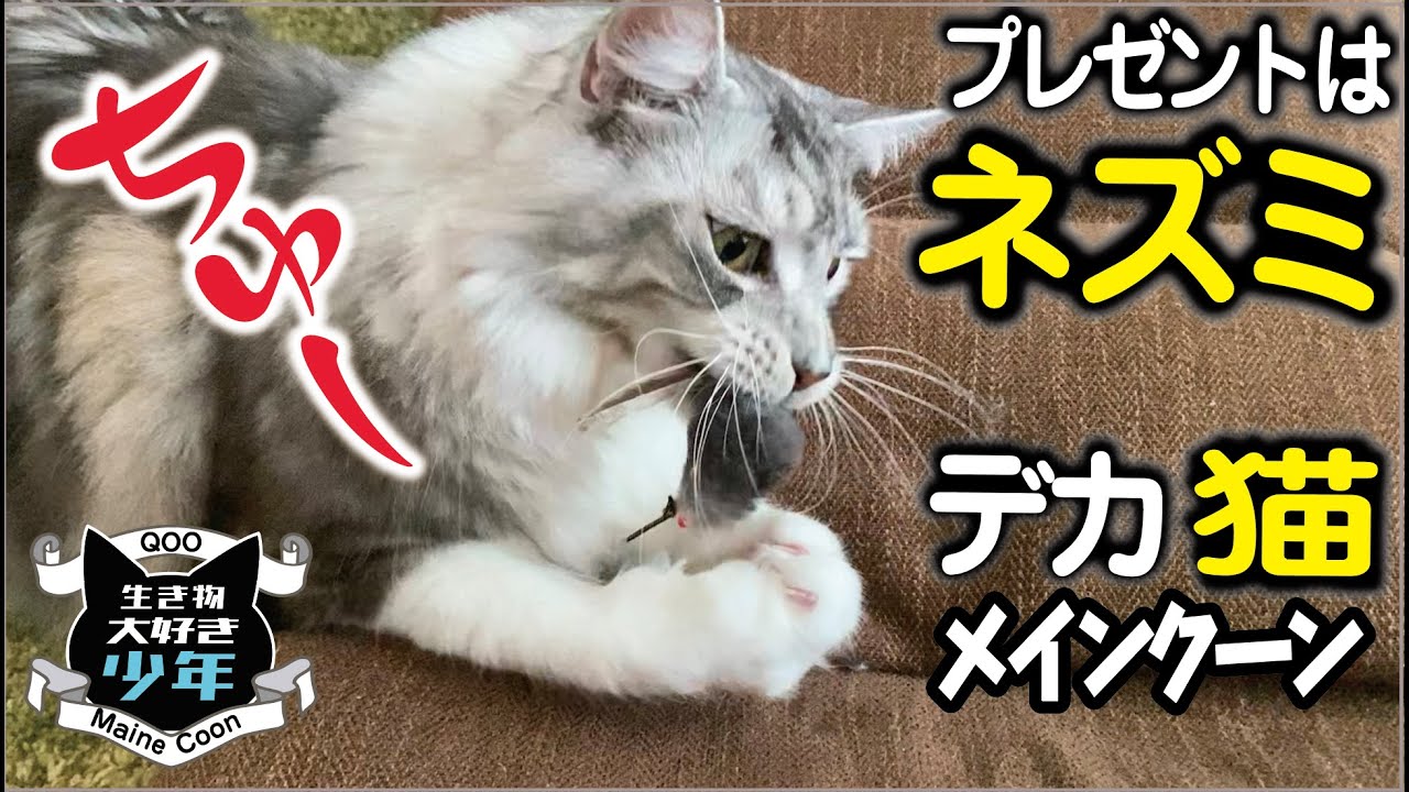 【メインクーン】ネズミをプレゼントしたら大型猫が大興奮。猫にとって危険なクリスマスの植物