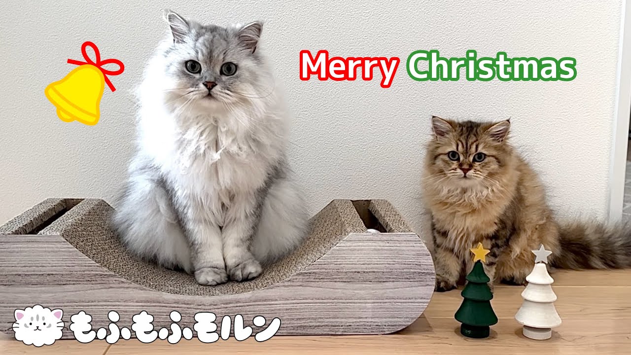 もふもふ猫兄妹のクリスマス2023 【サイベリアン】