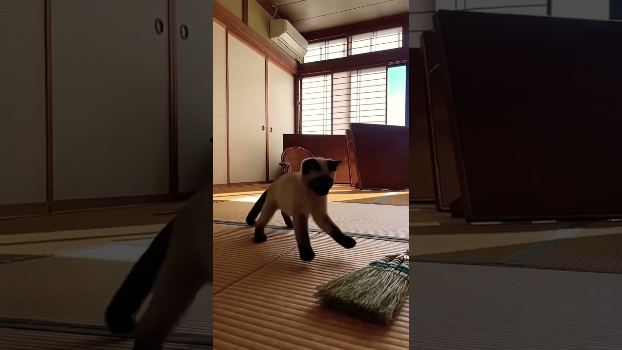 愛くるしいシャム子猫　#シャム猫 #子猫