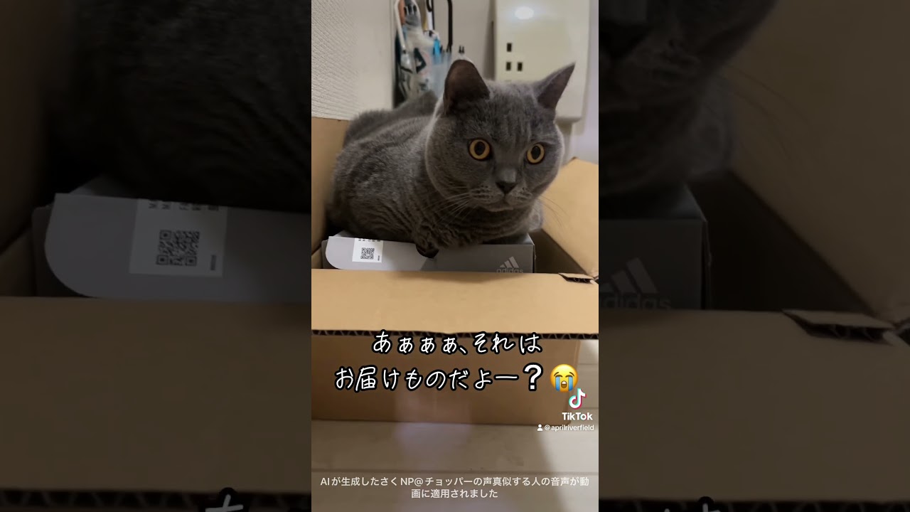 猫は箱が好き🐱    #japan #kawaii #cat #猫 #シャルトリュー #pets #ねこ #chartreux