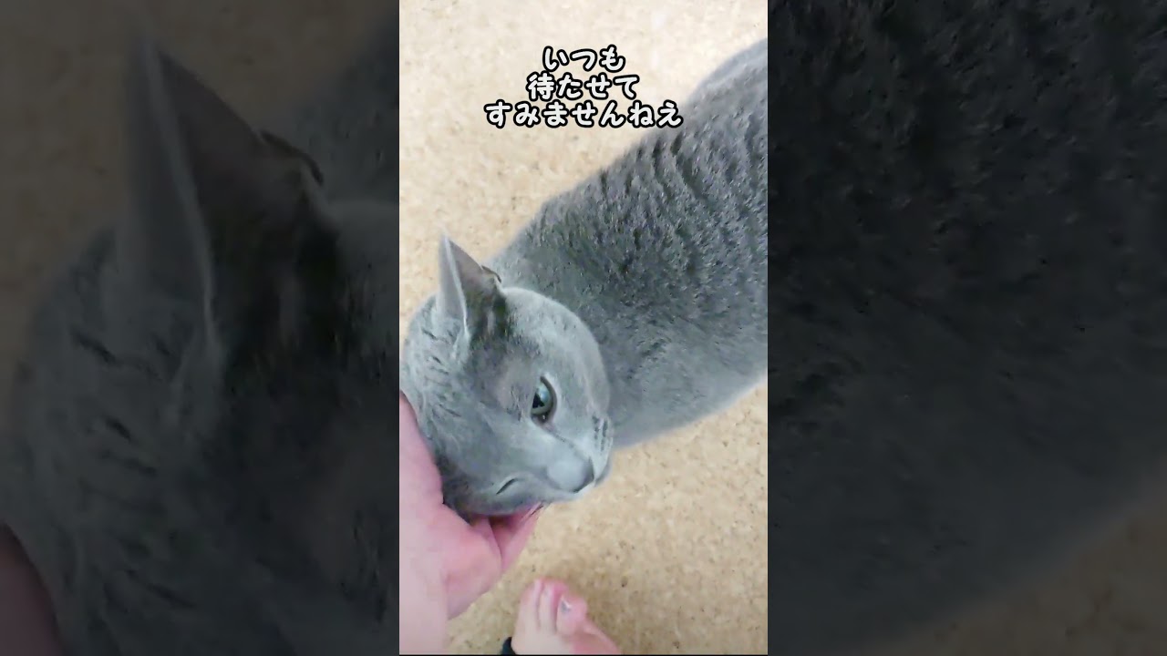 【猫動画】紙袋は譲れないロシアンブルー【russianbule】#shorts　Paper bags are a must-have Russian blue