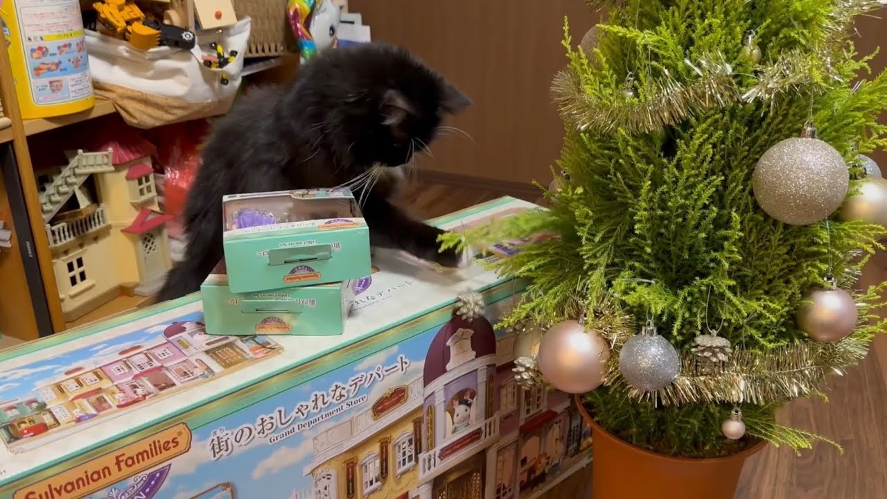 クリスマスプレゼントを入念にチェックする猫　ノルウェージャンフォレストキャット　ラガマフィンA cat checking Christmas presents.