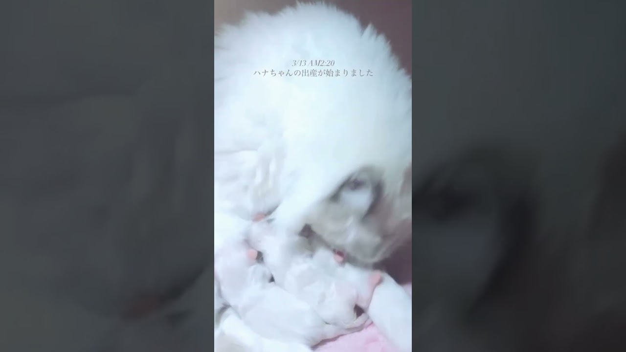 赤ちゃんラグドールが産まれました♡