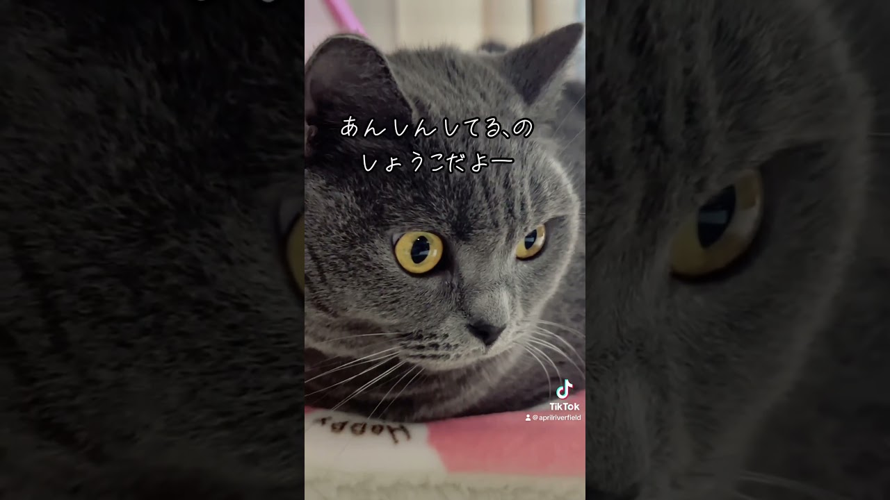 おててないないの歌     #シャルトリュー #japan #kawaii #猫のいる暮らし #cat #猫 #pets #ねこ #chartreux #にゃんこ
