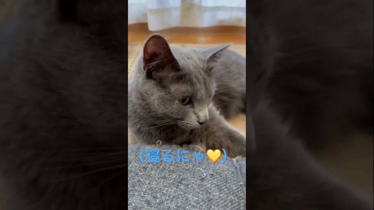 ウィンクで「おやすみ」する猫（ロシアンブルー）#shorts