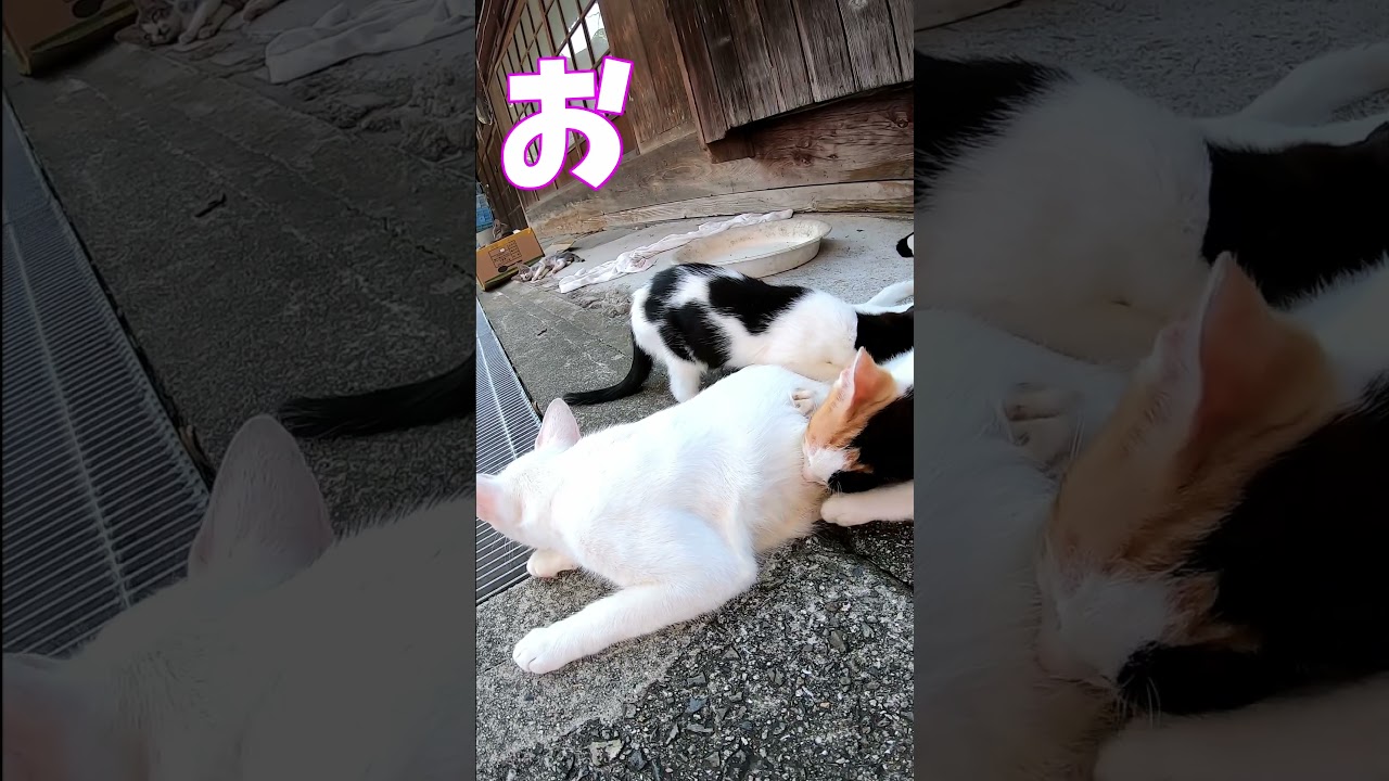 猫」「CAT & PEACE」#cat #ソマリ #ねこ動画 #猫動画 #猫好きさんと繋がりたい #野良猫