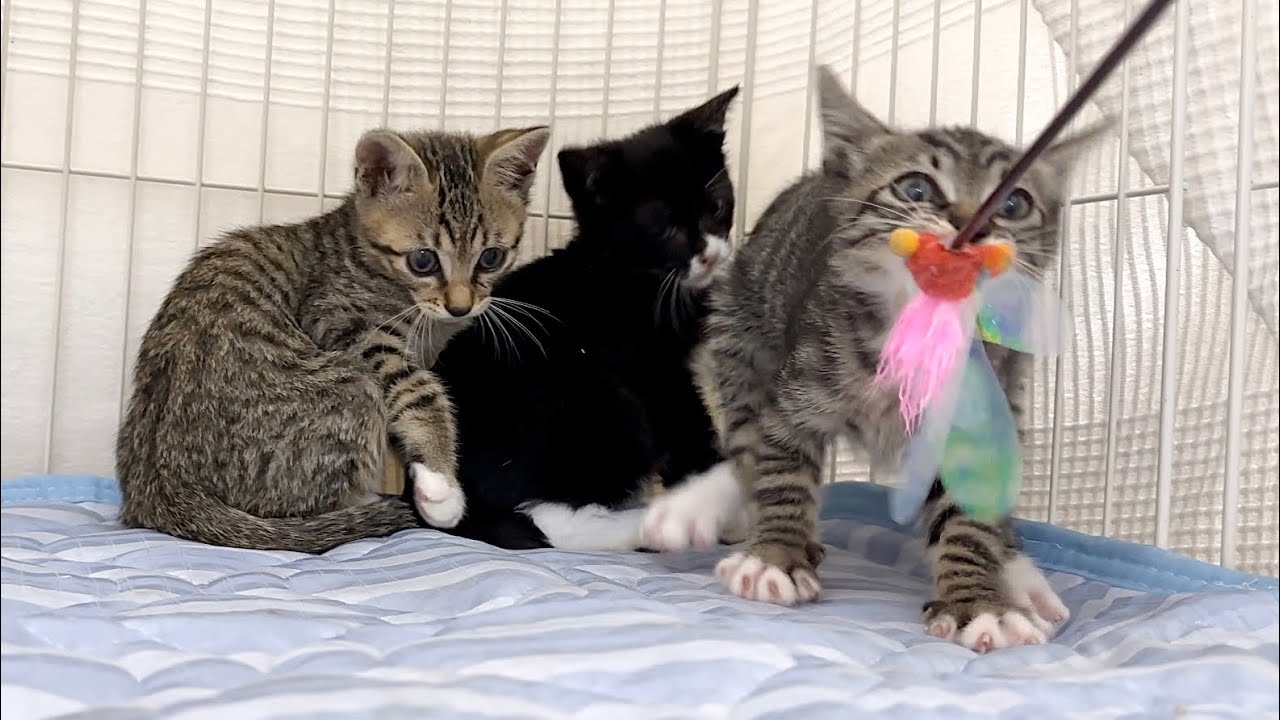 保護2日目 猫じゃらしへの食いつきが半端ない子猫【手袋親子#2】Kitten responding well to catnip.