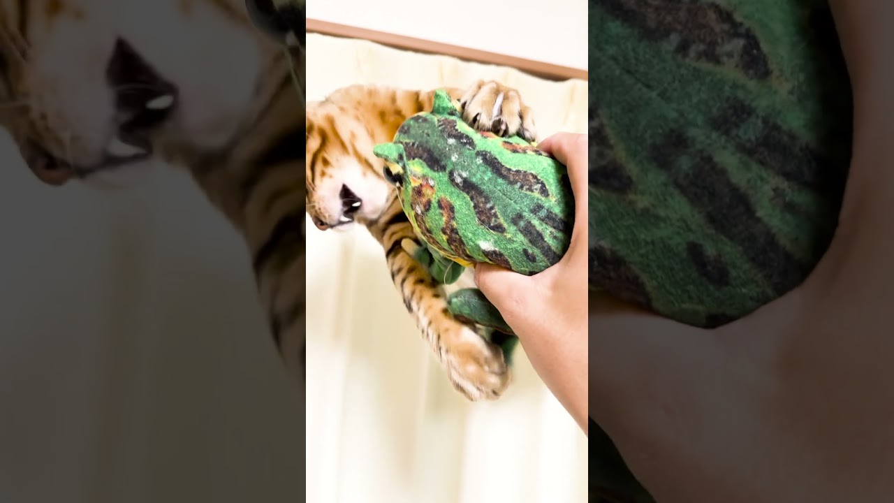 ぬいぐるみによって対応が全然違う猫 #shorts #ベンガル #猫