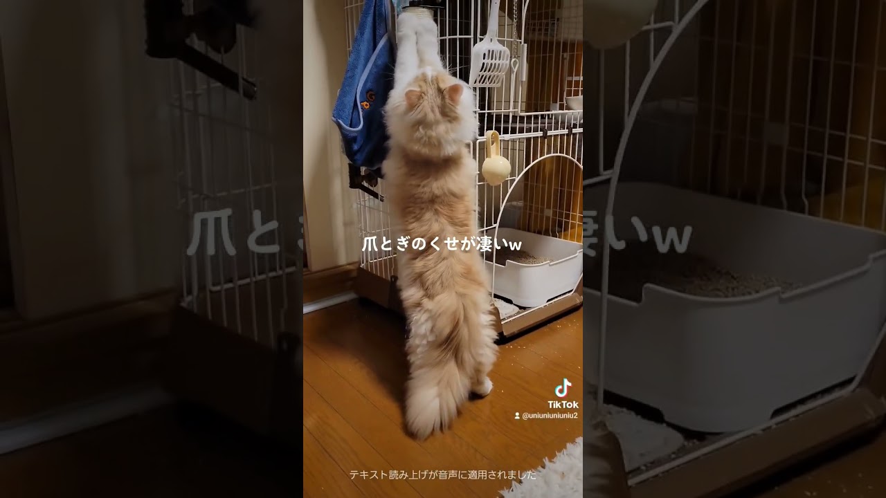 伸びてるわけではないみたい…笑 #ラガマフィン #猫動画 #cat #子猫 #shorts  #爪とぎ下手っぴ