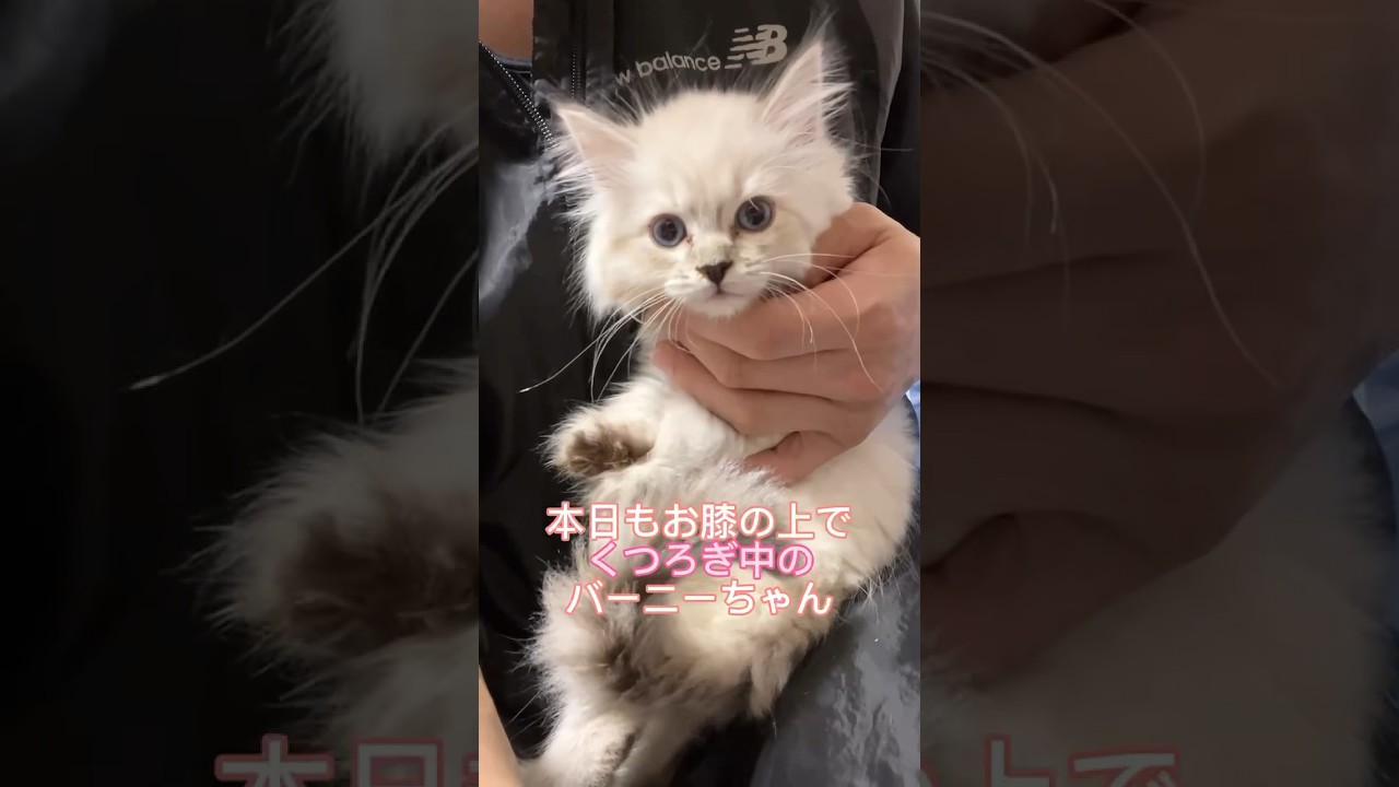 デカいサイベリアン子猫💕 #サイベリアン大好き #サイベリアン #子猫