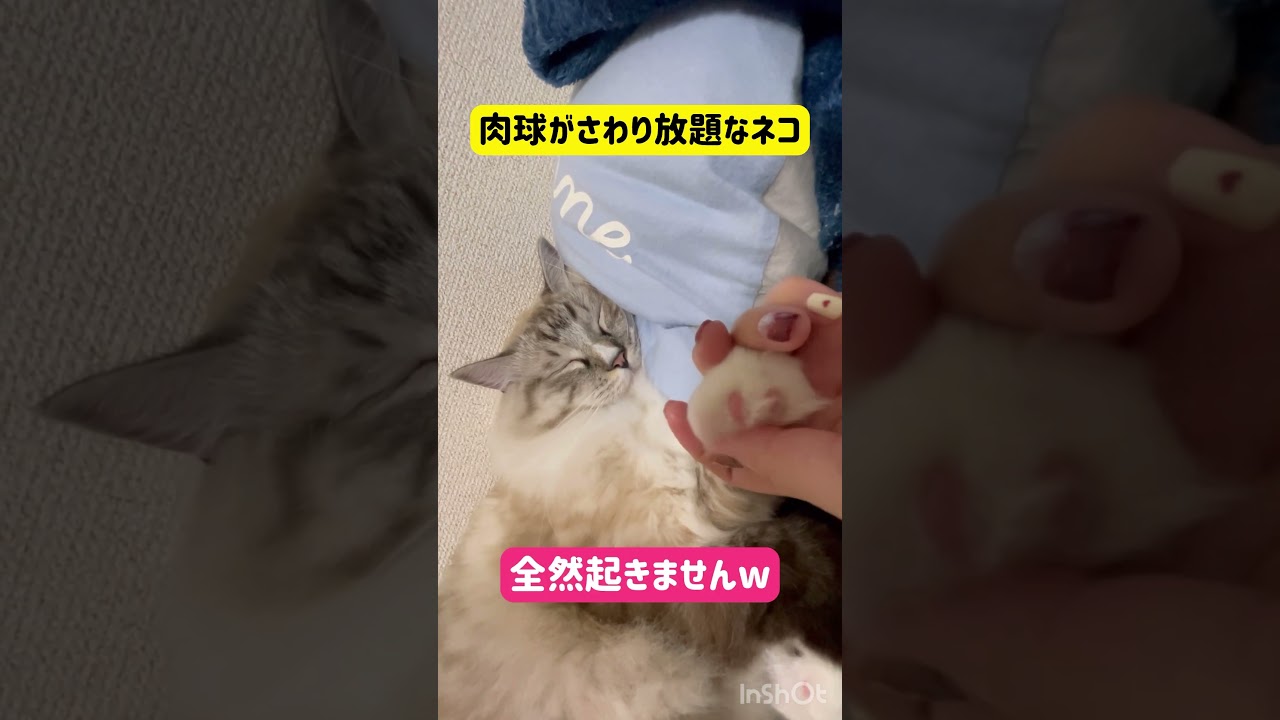 肉球がさわり放題なネコ #cat #猫 #ラグドール #ねこのいる生活 #ねこ #shorts #short