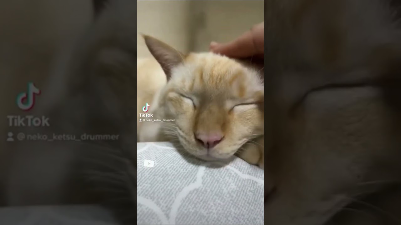 バズったショート集【笹かま猫ハク編】② #shorts #ねこかつ #保護猫 #ぬこ #モフモフ #ねこ #ぬこ様 #猫のいる暮らし #茶シャム #シャムミックス #笹かま猫
