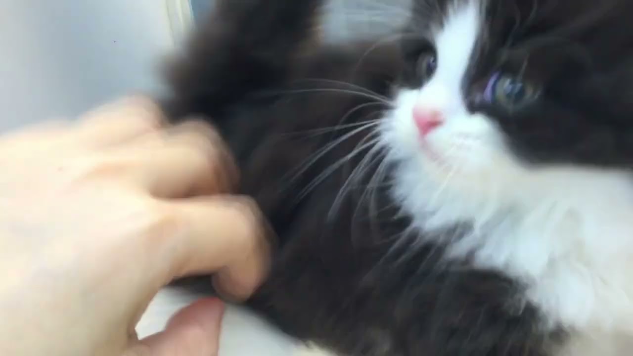 HN231201 スコティッシュフォールド