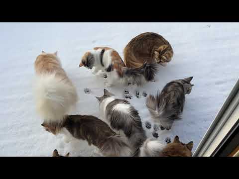 雪の中の朝活@那須で暮らすノルウェージャンフォレストキャットたち