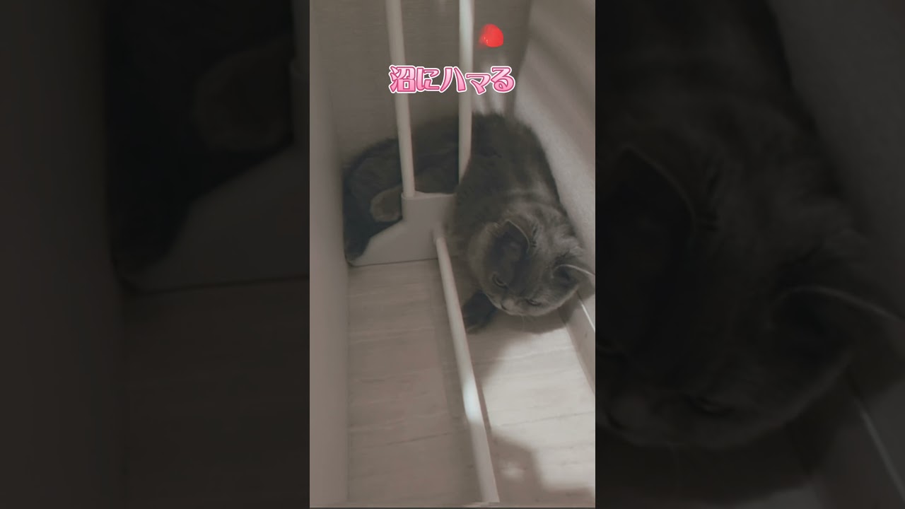 推しにハートを射抜かれた❤【サイベリアン・キキのKIKICHANNEL】#shorts #サイベリアン #猫