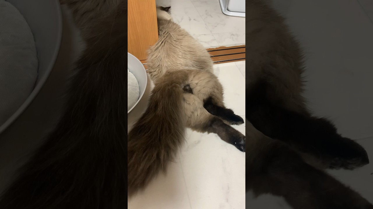 わーお！！#猫 #ヒマラヤン #shorts