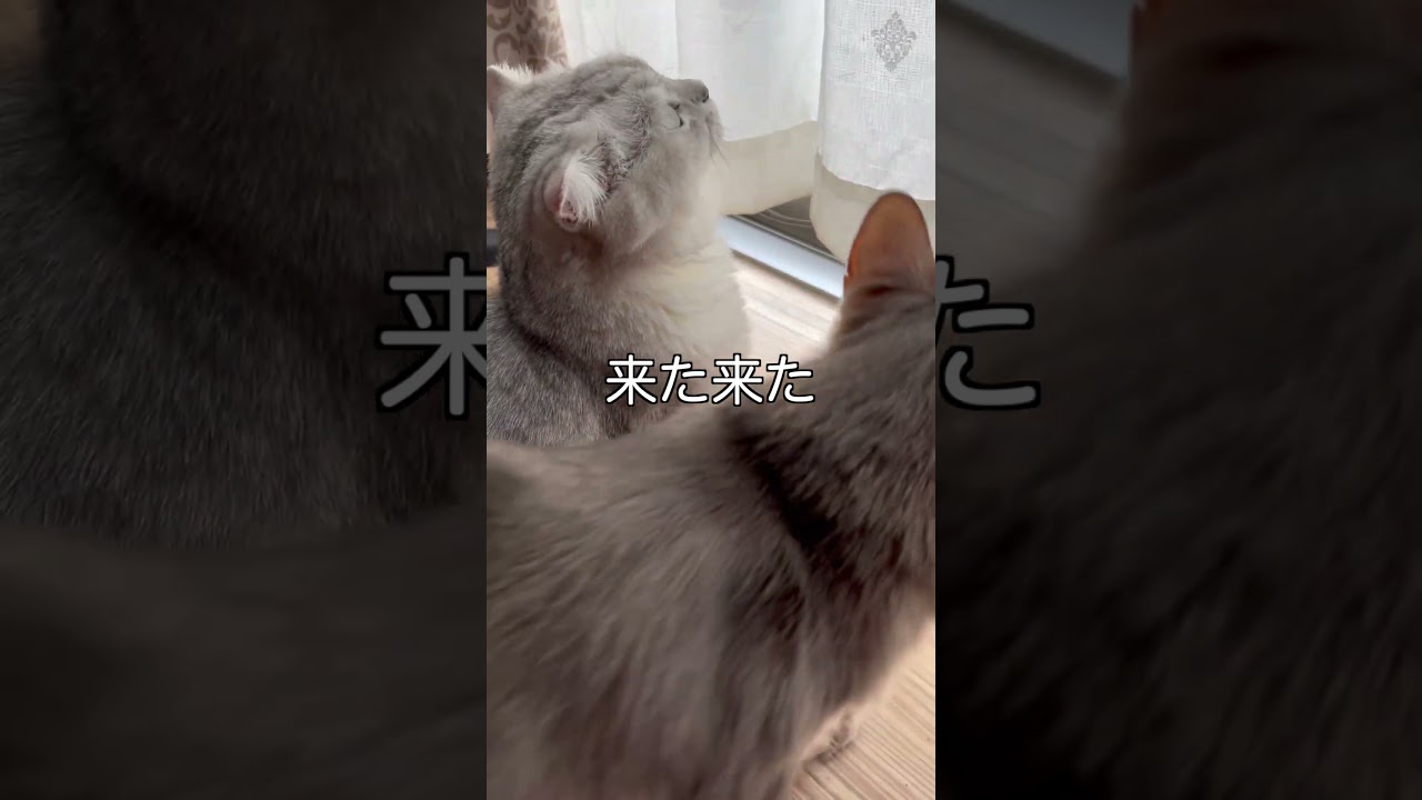 兄ちゃんプロレスしよ！ #shorts #スコティッシュフォールド #ソマリ  #ねこ #にゃんこ #スコ