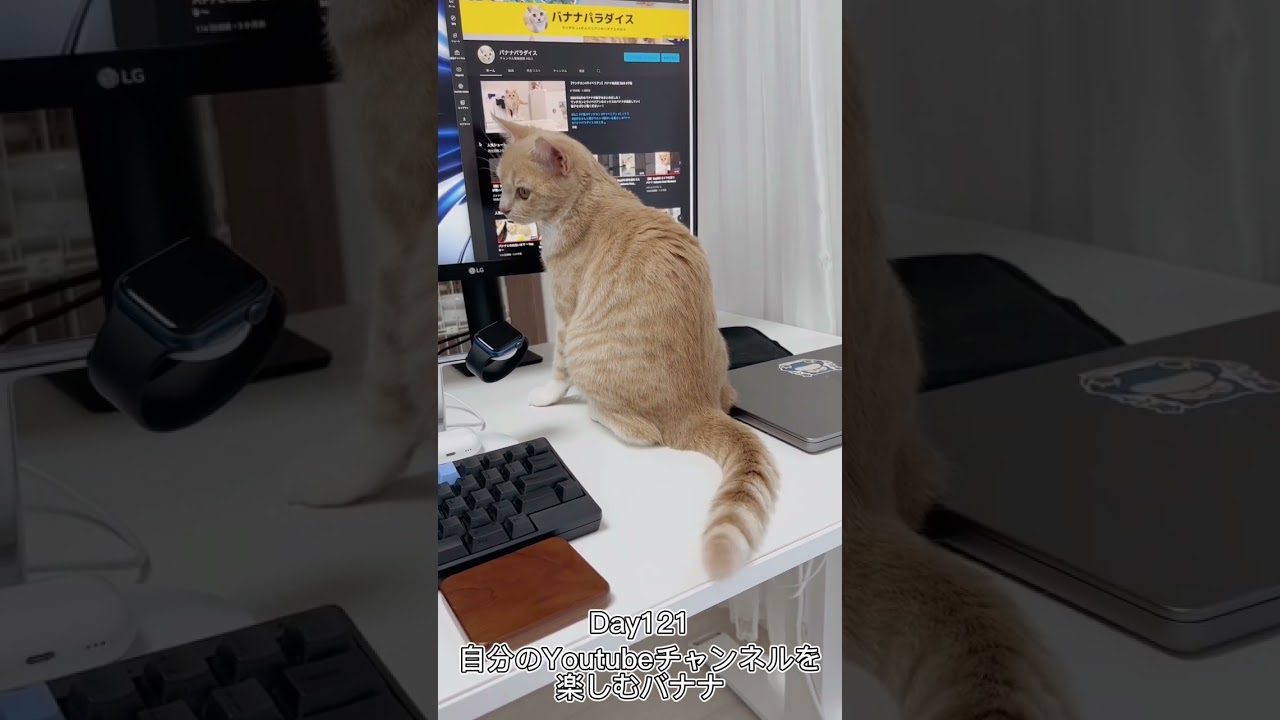 自分のYoutubeチャンネルを楽しむバナナ #shorts #猫 #子猫 【マンチカン×サイベリアン】