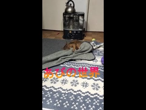ネコ動画あび＃2670　あびの毎日　アビシニアン　あび