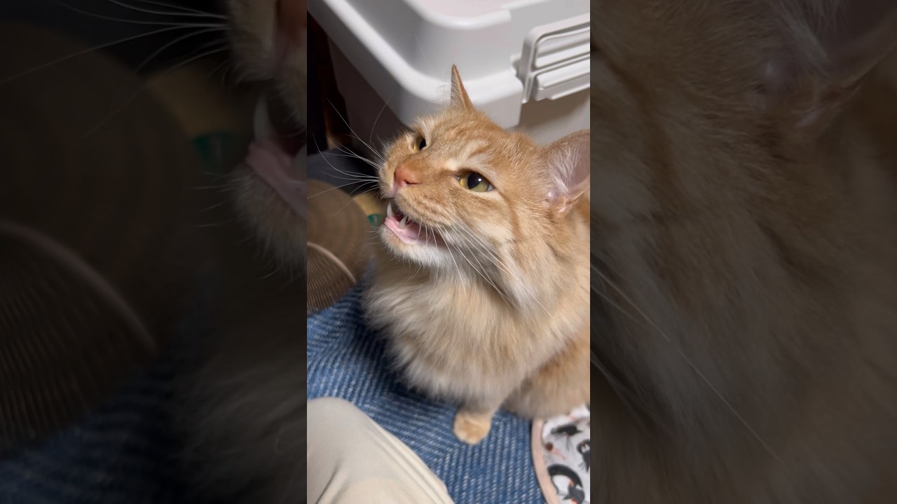 ご主人にもごはん言いますw                       #shorts #しゃべる猫 #ねこと会話 #ごはんと言う猫 #cat #ねこ