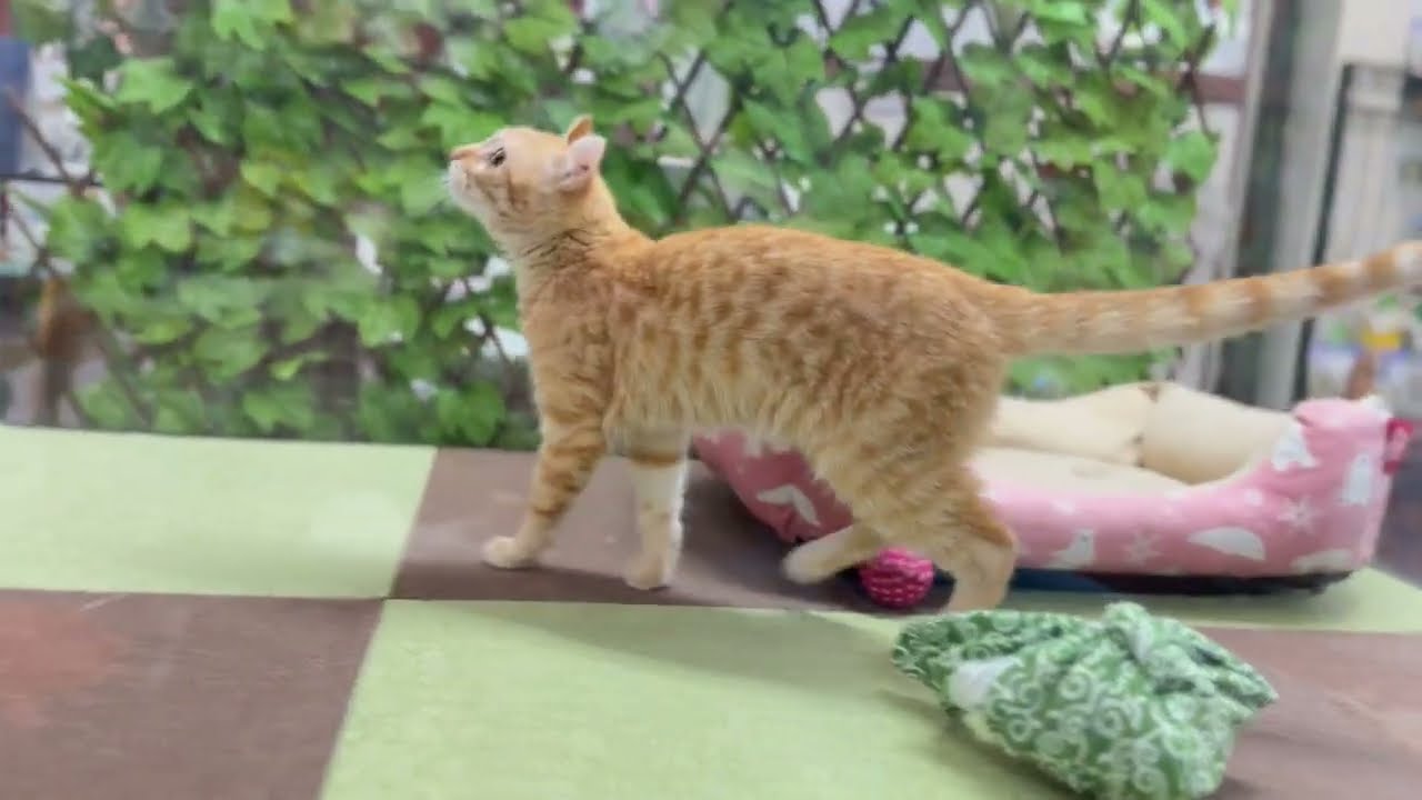 アメリカンカール　女の子