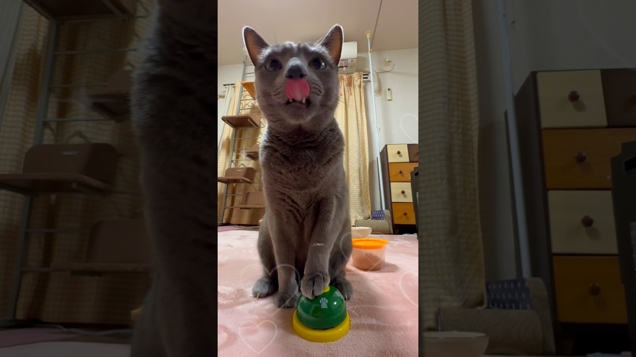 【ロシアンブルー】めろん、今朝のベル押し🛎️そこも押すのね🤭【猫】#shorts
