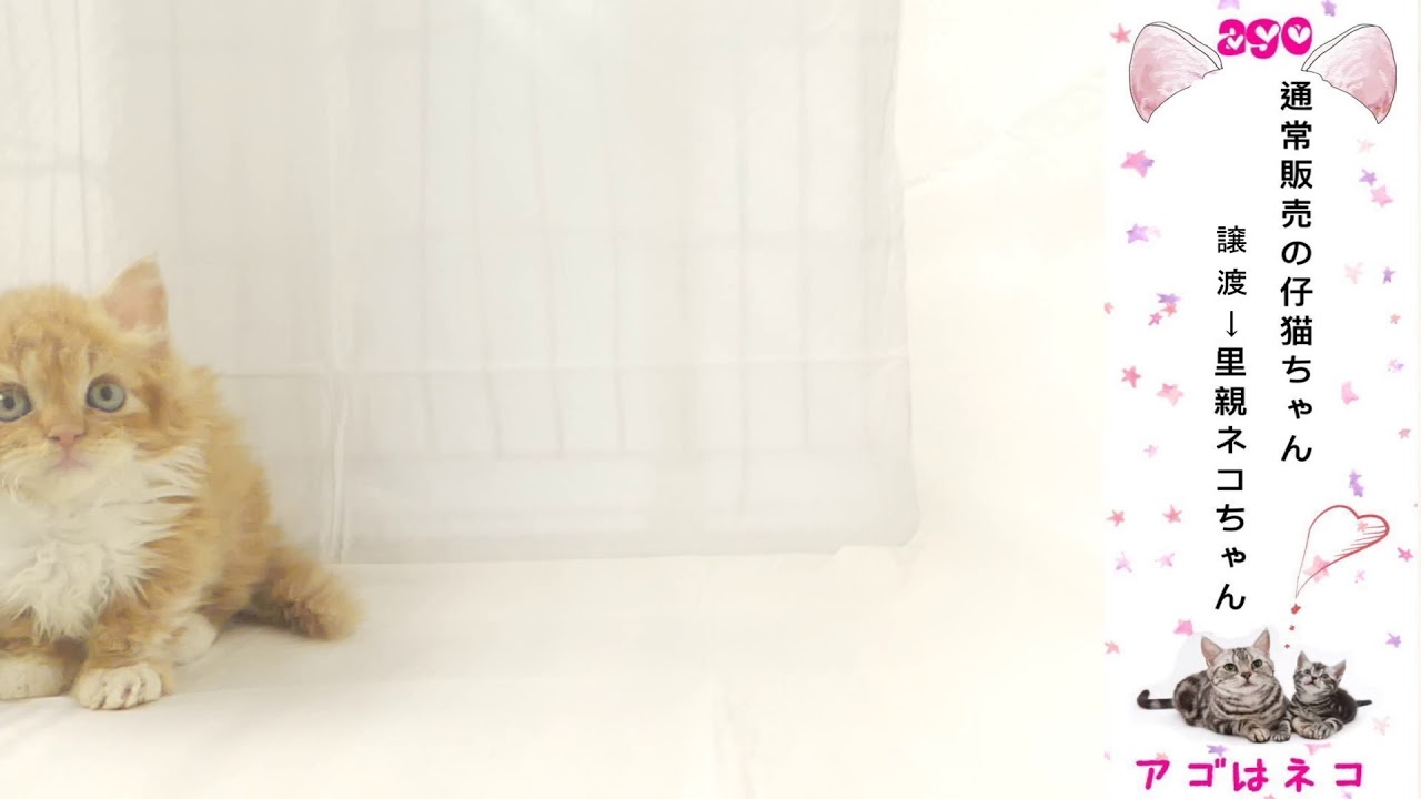 セルカークレックス　と　ミヌエット の　ミックス猫ちゃん短足 毛先がクリクリしていてとっても可愛い！アゴはネコ