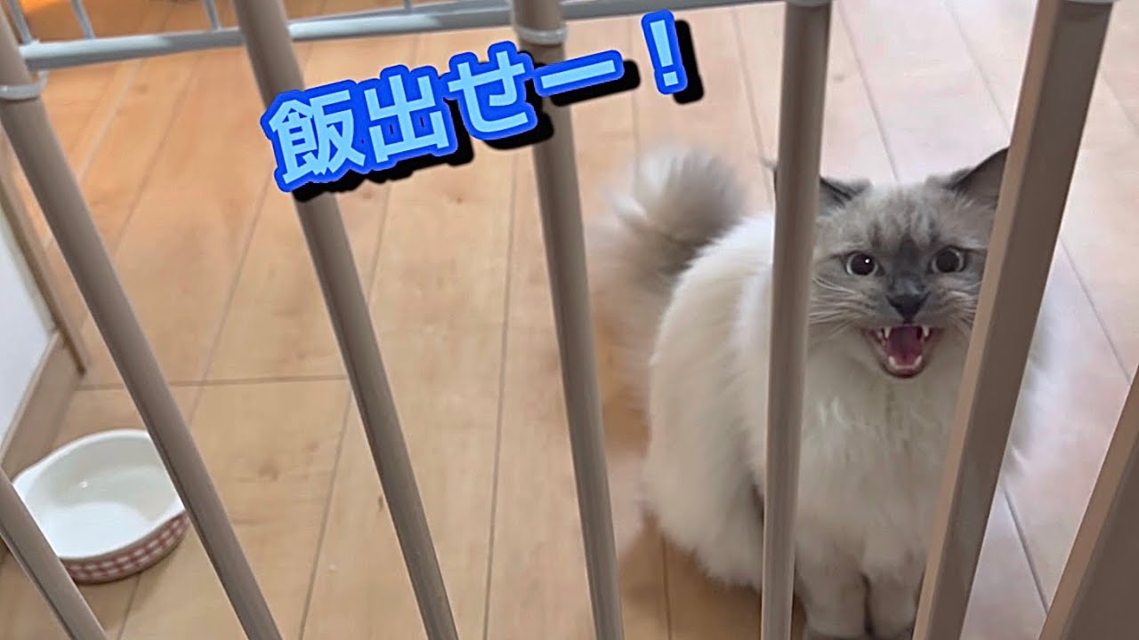 朝のお出迎えとご飯をねだる声の違い　もふもふのサイベリアンの三つ子の子猫の日常　siberian kitten