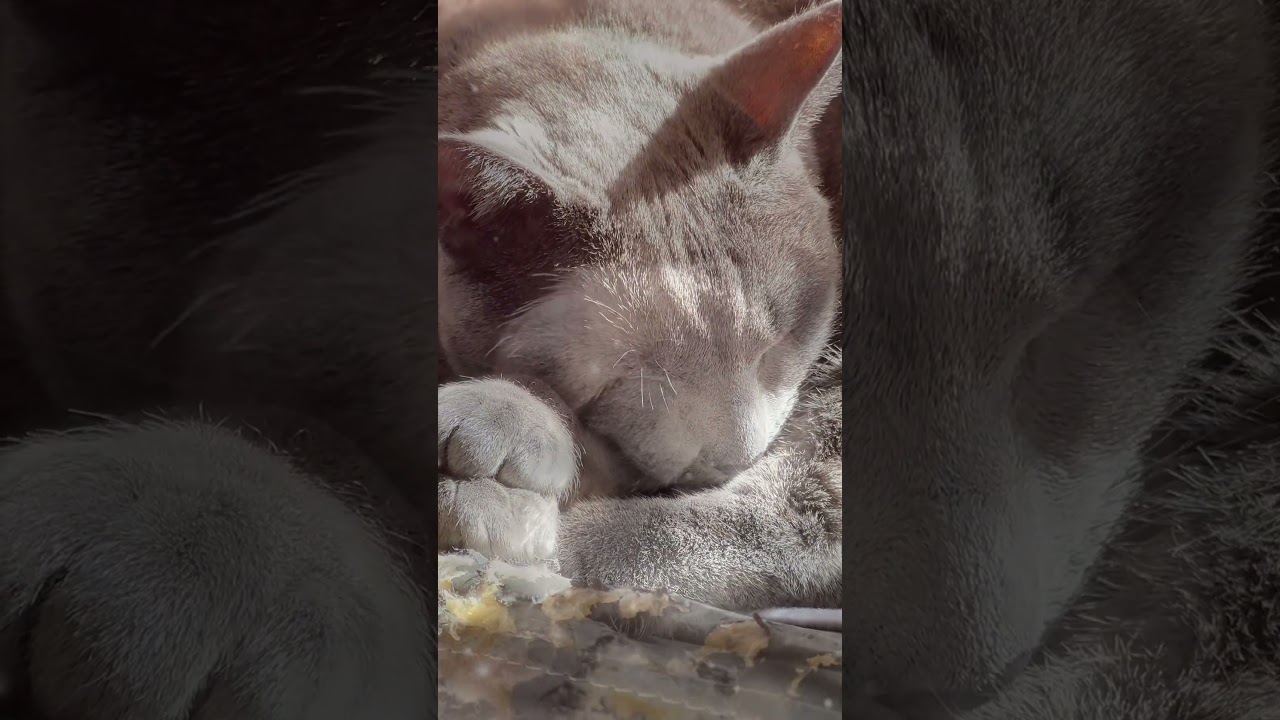 【ロシアンブルー】めろん、ボロボロの椅子でまったりね🫢【猫】#shorts