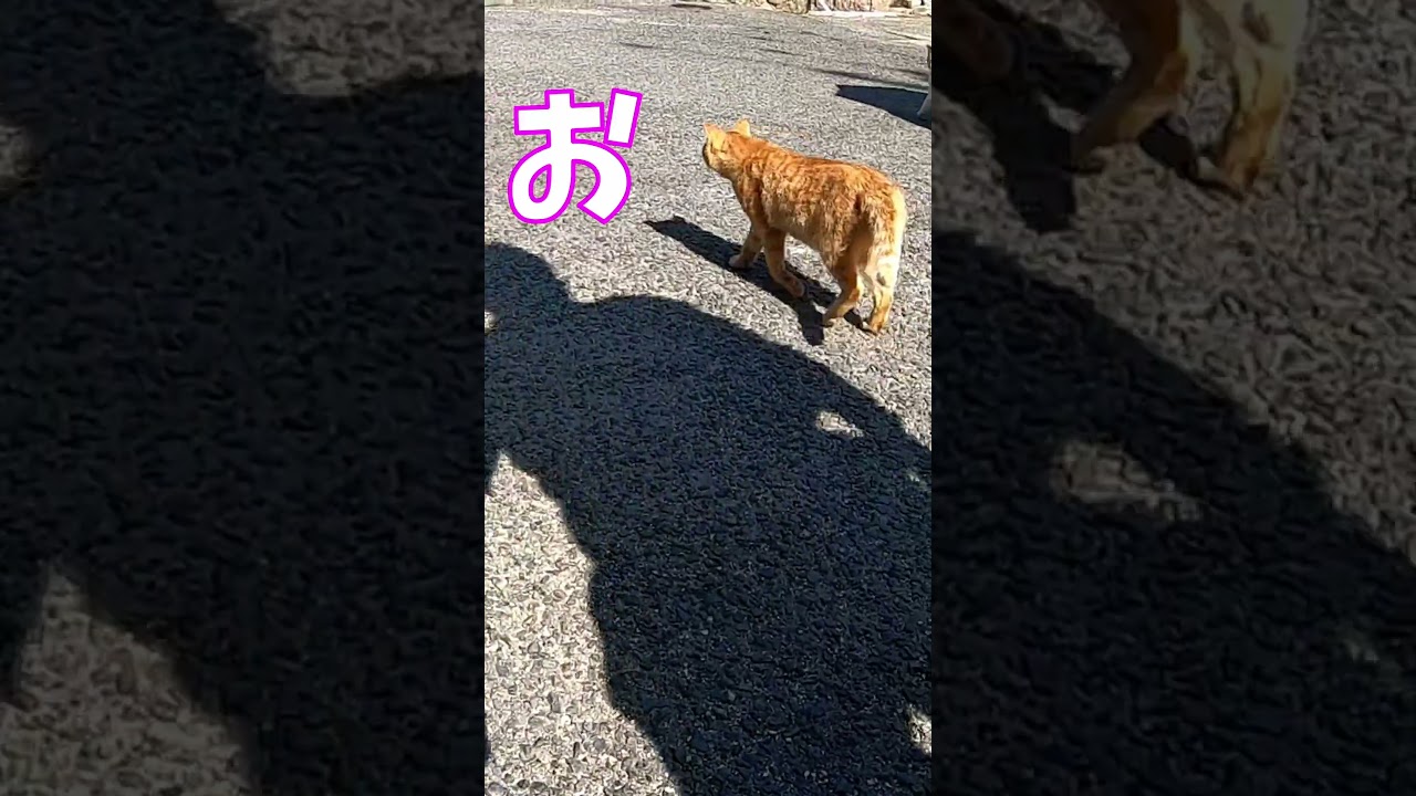 猫」「CAT & PEACE」#cat #ソマリ #ねこ動画 #猫動画 #猫好きさんと繋がりたい #野良猫