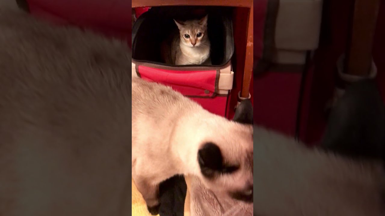 のぞきこんでくるたぬき猫にしゃ～ってしちゃうシンガプーラなのにゃ♪ #cat #シンガプーラ #トンキニーズ#たぬき猫