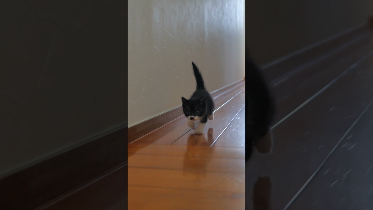 赤ちゃんダッシュ🐈🐈💨 #Shorts #子猫